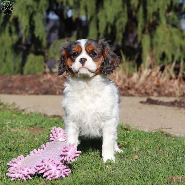 Tessa, Cavalier King Charles Spaniel Puppy